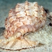 shell_li_h_0705_png2093.jpg